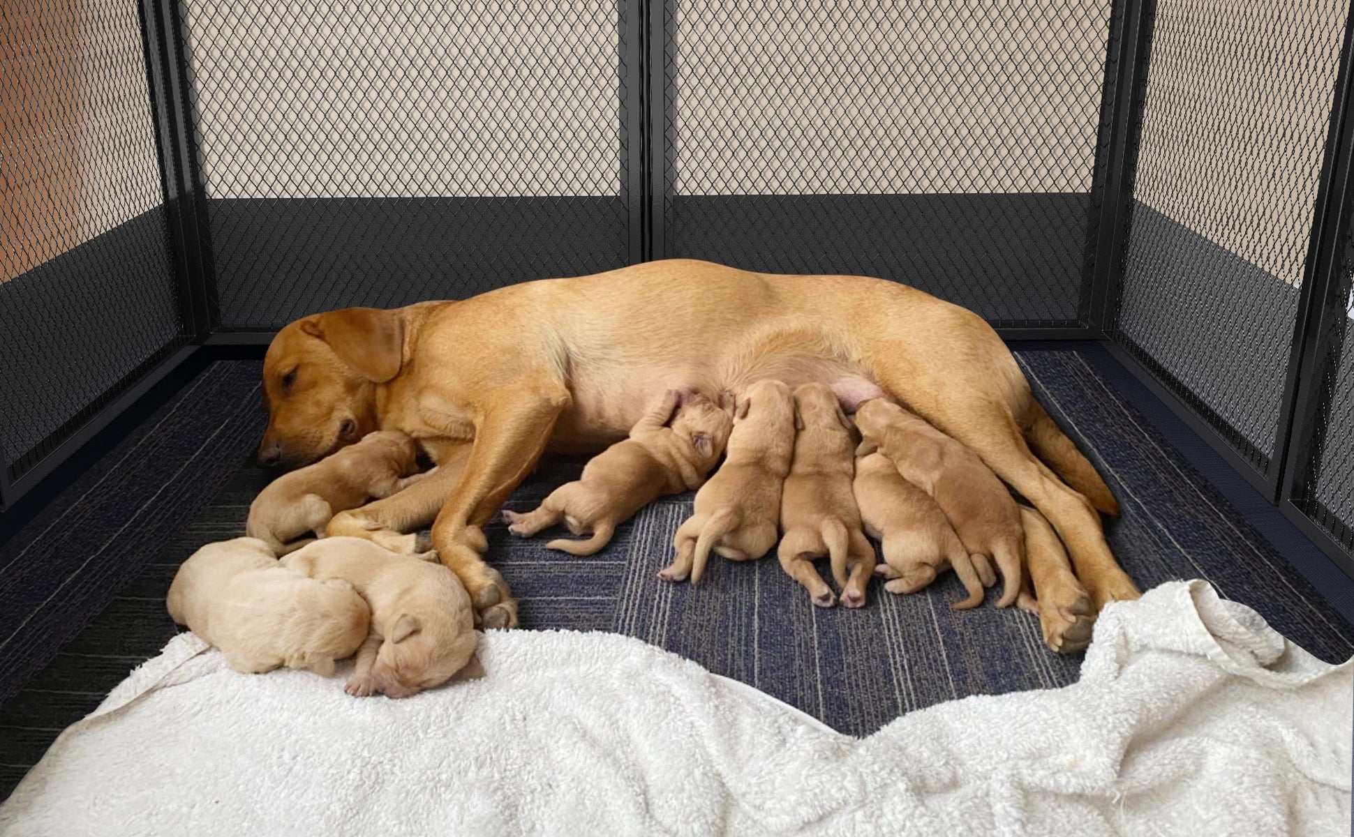 8-Panel Heavy Duty Dog Playpen